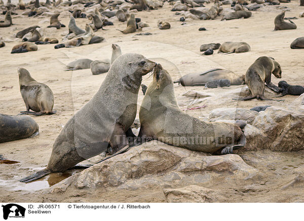 Seelwen / sea lions / JR-06571