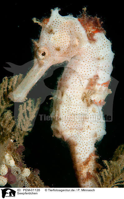 Seepferdchen / seahorse / PEM-01126