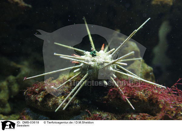 Seestern / starfish / DMS-03618