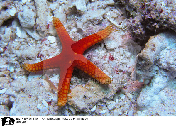 Seestern / starfish / PEM-01130