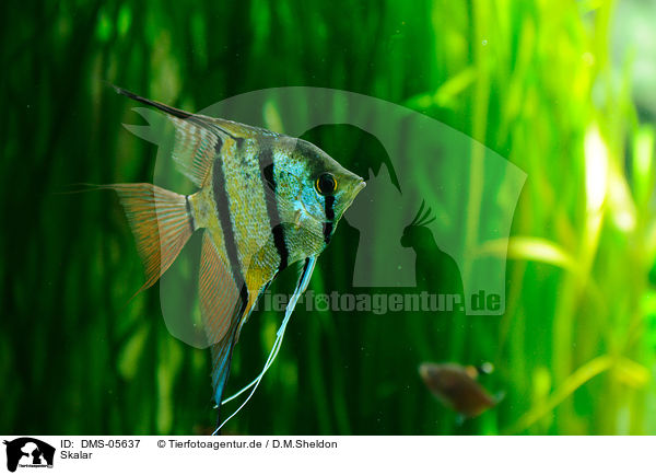 Skalar / angel fish / DMS-05637