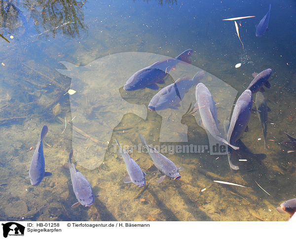 Spiegelkarpfen / carps / HB-01258