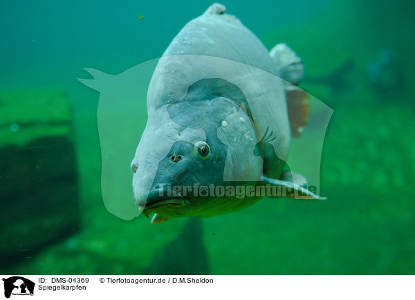 Spiegelkarpfen / mirror carp / DMS-04369