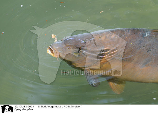 Spiegelkarpfen / mirror carp / DMS-05623