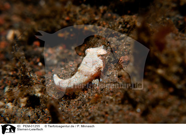 Sternen-Leierfisch / starry dragonet / PEM-01255