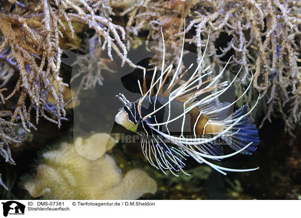 Strahlenfeuerfisch / clearfin lionfish / DMS-07381