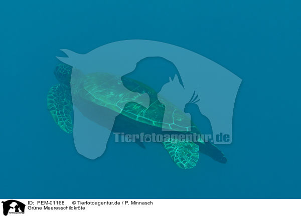 Grne Meeresschildkrte / green sea turtle / PEM-01168