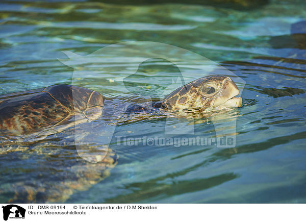 Grne Meeresschildkrte / Green Sea Turtle / DMS-09194