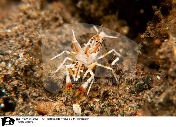 Tigergarnele / tiger shrimp / PEM-01292