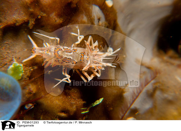 Tigergarnele / tiger shrimp / PEM-01293