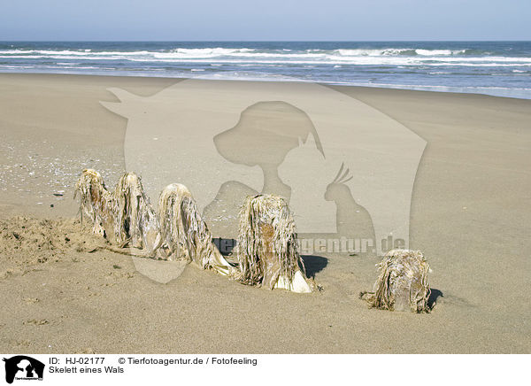 Skelett eines Wals / whale skeleton / HJ-02177