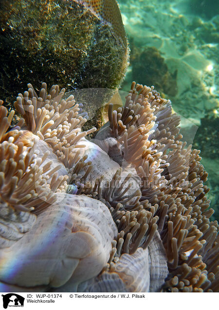 Weichkoralle / soft coral / WJP-01374