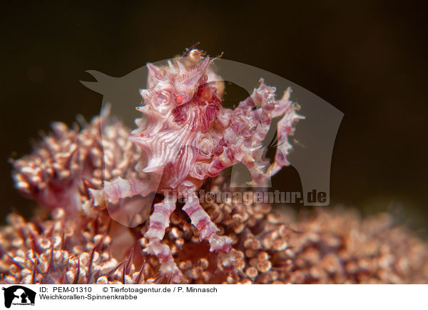 Weichkorallen-Spinnenkrabbe / soft coral crab / PEM-01310