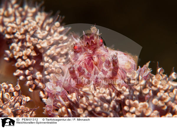 Weichkorallen-Spinnenkrabbe / soft coral crab / PEM-01312