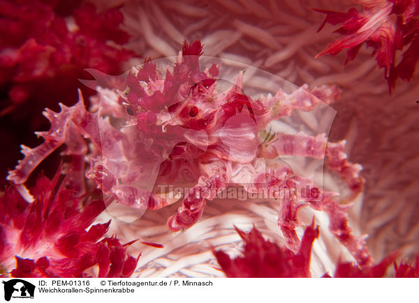 Weichkorallen-Spinnenkrabbe / soft coral crab / PEM-01316