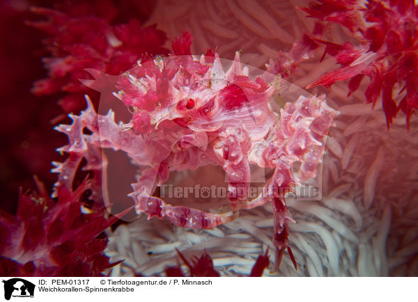 Weichkorallen-Spinnenkrabbe / soft coral crab / PEM-01317
