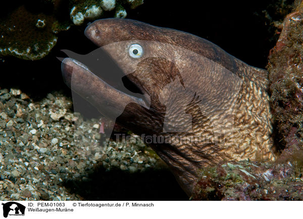 Weiaugen-Murne / greyface moray eel / PEM-01063