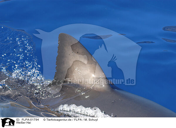 Weier Hai / great white shark / FLPA-01794