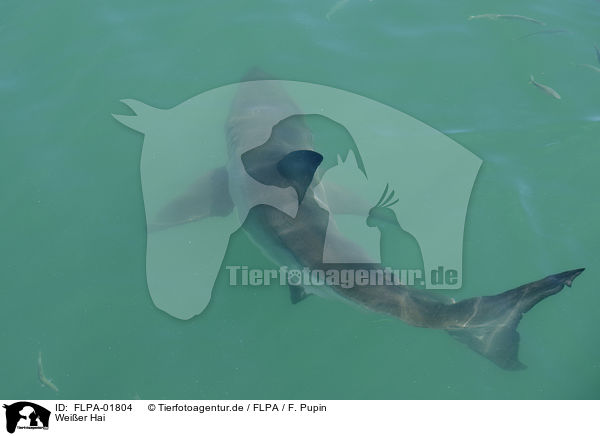Weier Hai / great white shark / FLPA-01804