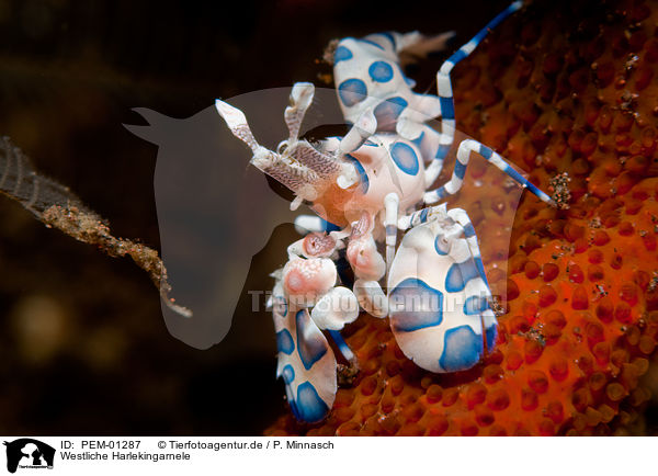 Westliche Harlekingarnele / Harlequin shrimp / PEM-01287