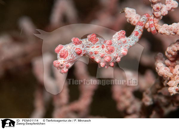 Zwerg-Seepferdchen / pygmy seahorse / PEM-01114