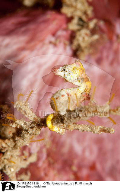 Zwerg-Seepferdchen / pygmy seahorse / PEM-01118