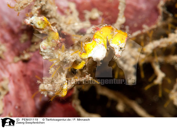 Zwerg-Seepferdchen / pygmy seahorse / PEM-01119
