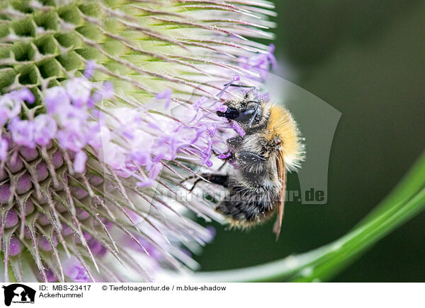 Ackerhummel / common carder-bee / MBS-23417