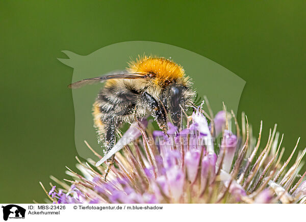 Ackerhummel / common carder-bee / MBS-23426