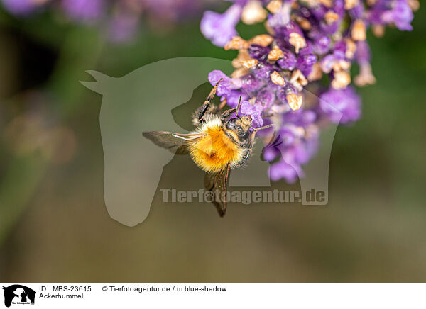 Ackerhummel / common carder-bee / MBS-23615