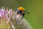 Ackerhummel