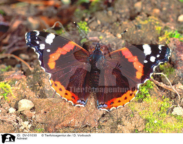 Admiral / brush-footed butterfly / DV-01030