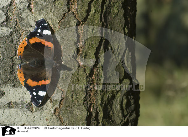 Admiral / butterfly / THA-02324