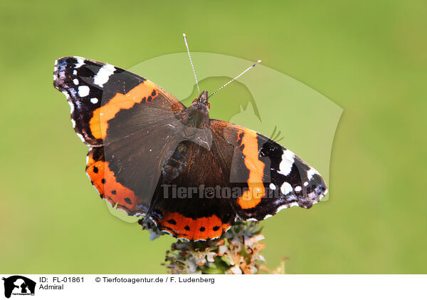 Admiral / brush-footed butterfly / FL-01861