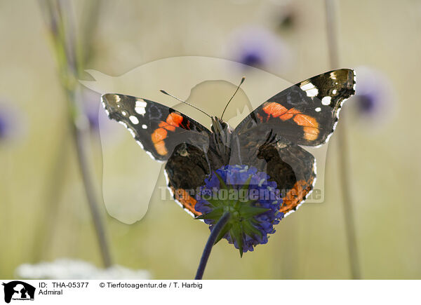 Admiral / Red Admiral / THA-05377