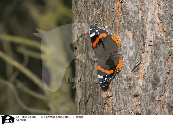 Admiral / Red Admiral / THA-05380