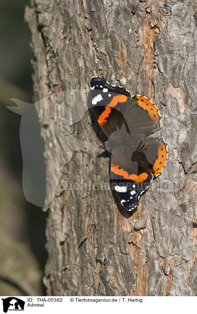 Admiral / Red Admiral / THA-05382