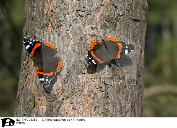 Admiral / Red Admiral / THA-05385