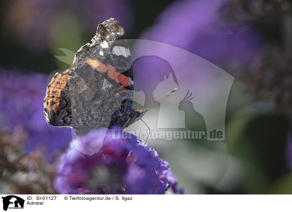Admiral / Red Admiral / SI-01127