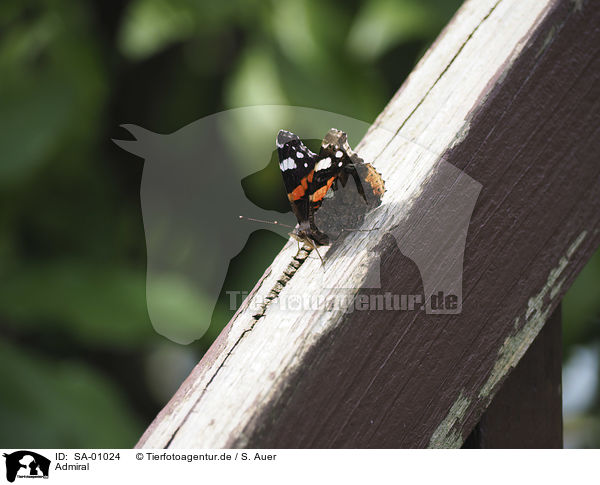 Admiral / Red Admiral / SA-01024