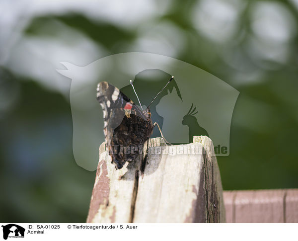 Admiral / Red Admiral / SA-01025