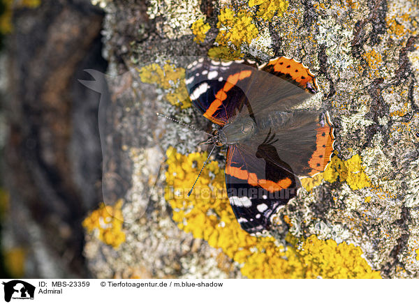 Admiral / Red Admiral / MBS-23359