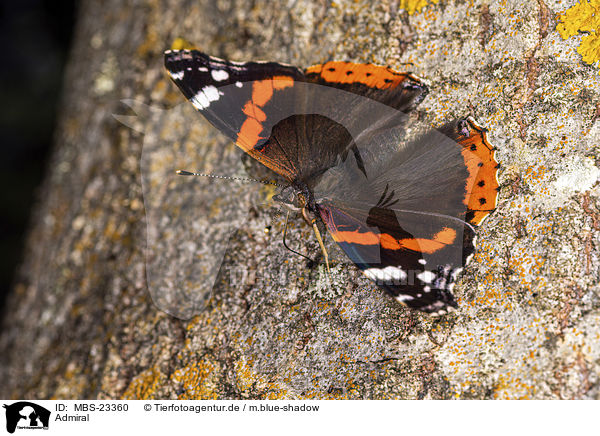 Admiral / Red Admiral / MBS-23360