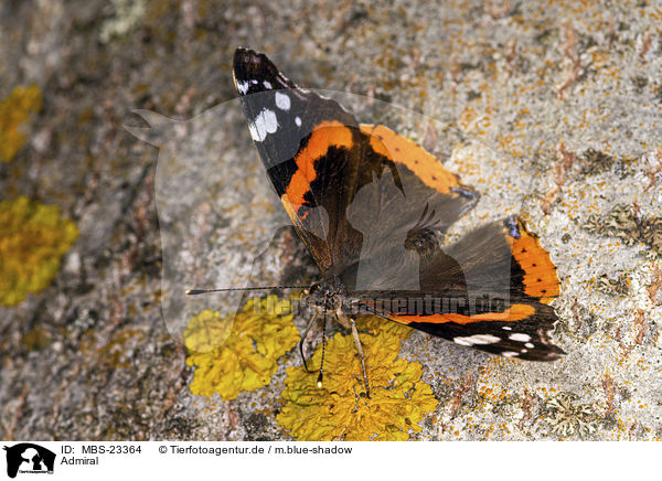Admiral / Red Admiral / MBS-23364
