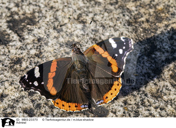 Admiral / Red Admiral / MBS-23370