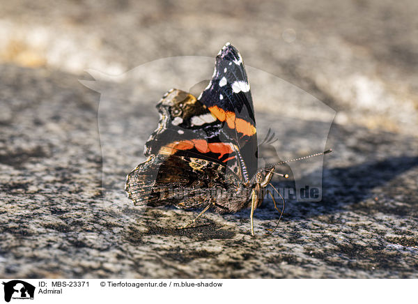 Admiral / Red Admiral / MBS-23371