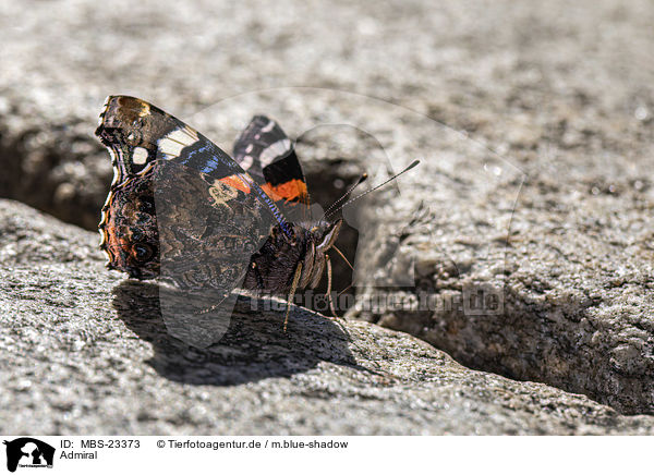 Admiral / Red Admiral / MBS-23373