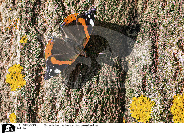 Admiral / Red Admiral / MBS-23380