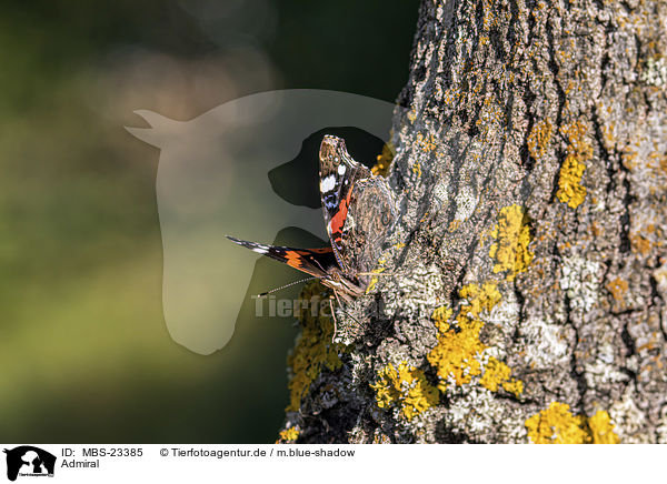 Admiral / Red Admiral / MBS-23385