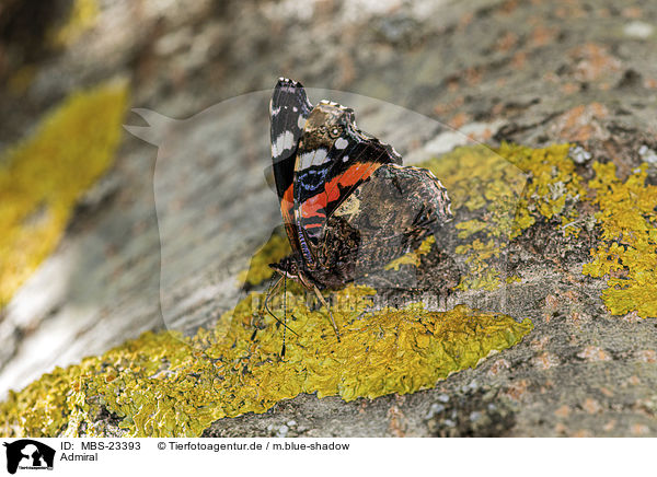 Admiral / Red Admiral / MBS-23393